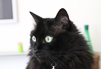 Quand nos animaux traversent le voile : honorer le deuil et la lumière