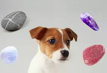La lithothérapie pour les animaux : une approche naturelle et bienveillante